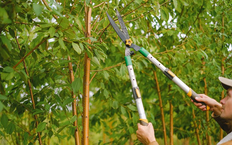 Tree trimming in Newark, AR