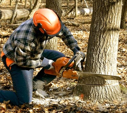 Tree Removal in Newark, AR